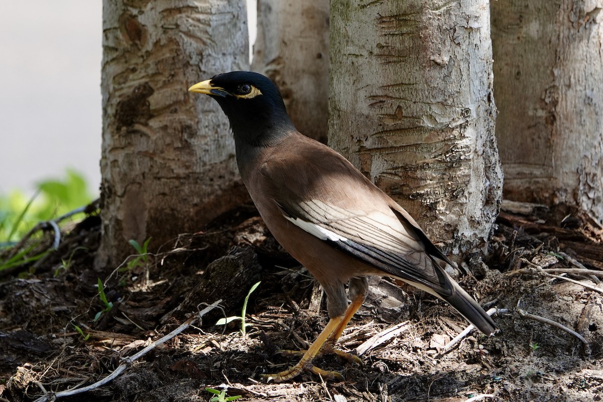 eBird Checklist - 30 Mar 2024 - The Shoppes at Park Place - 10 species