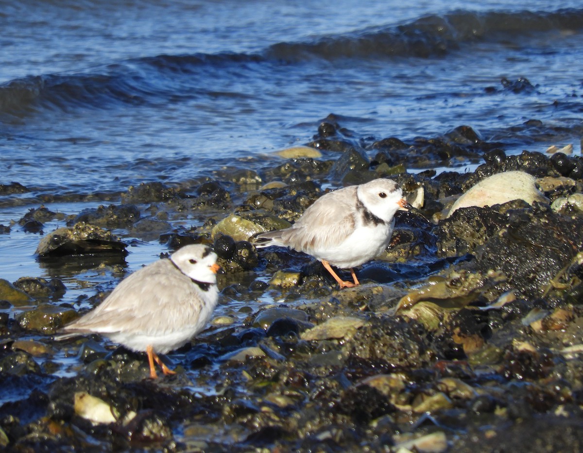Piping Plover - ML616697576