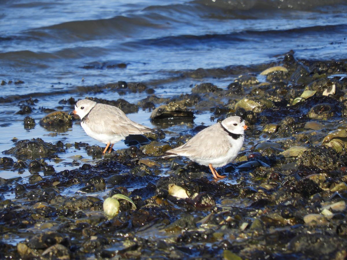 Piping Plover - ML616697591