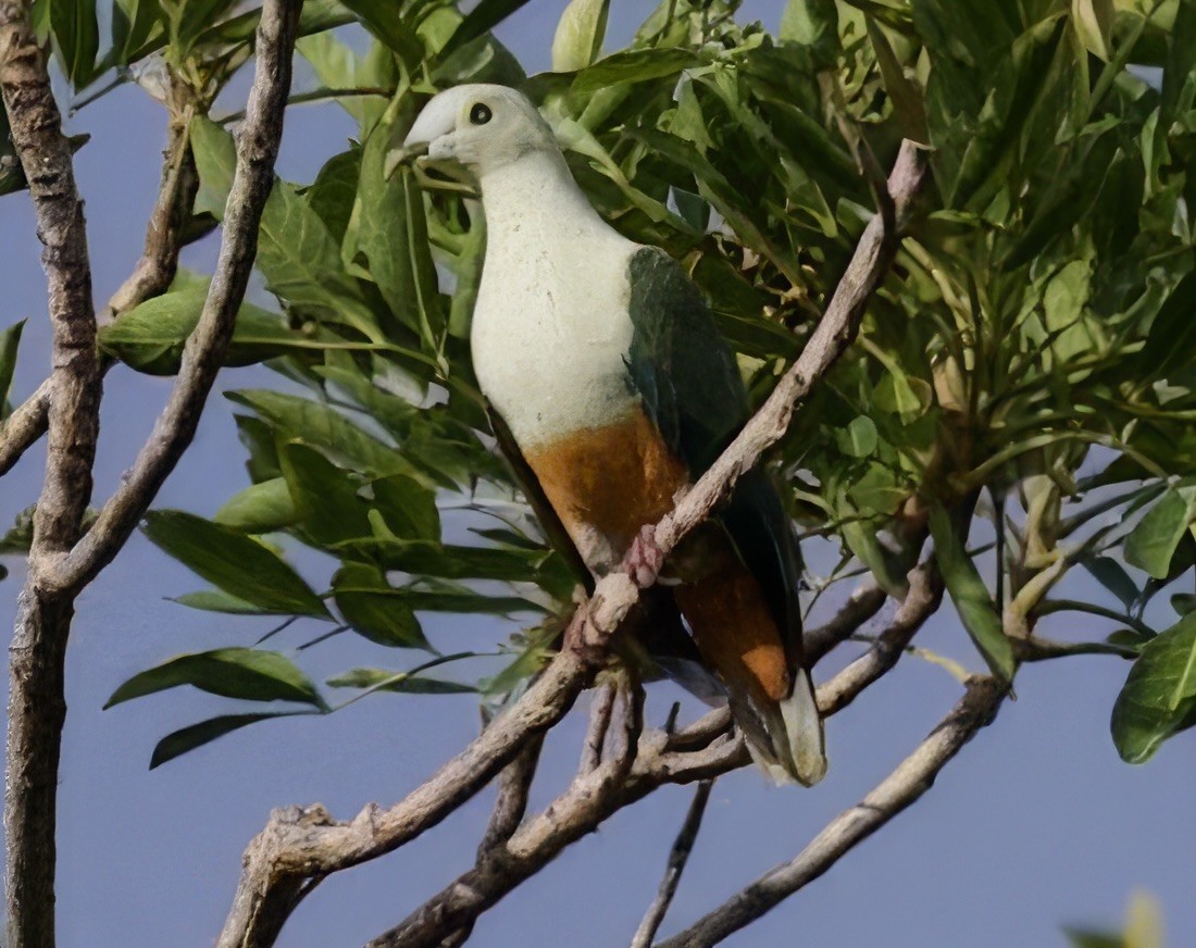 Silver-capped Fruit-Dove - ML616697739