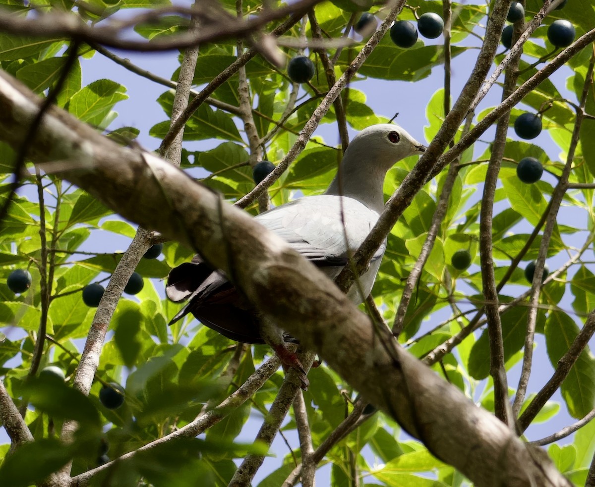 Island Imperial-Pigeon - ML616697796