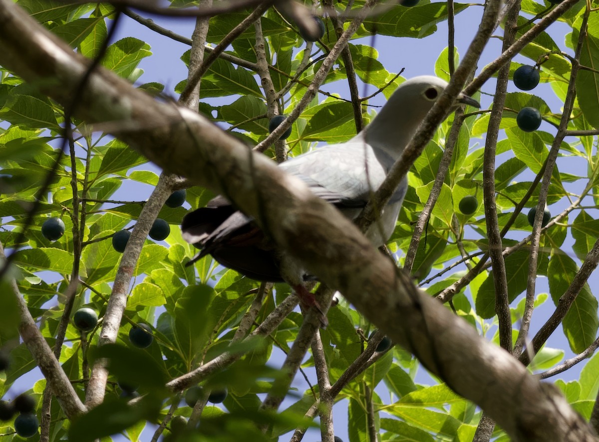 Island Imperial-Pigeon - ML616697797