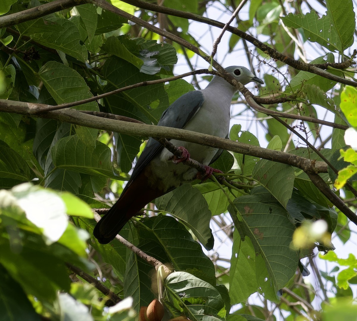 Island Imperial-Pigeon - ML616697798