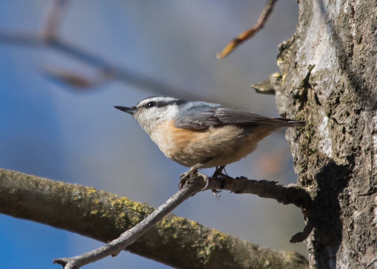 Red-breasted Nuthatch - ML616697904
