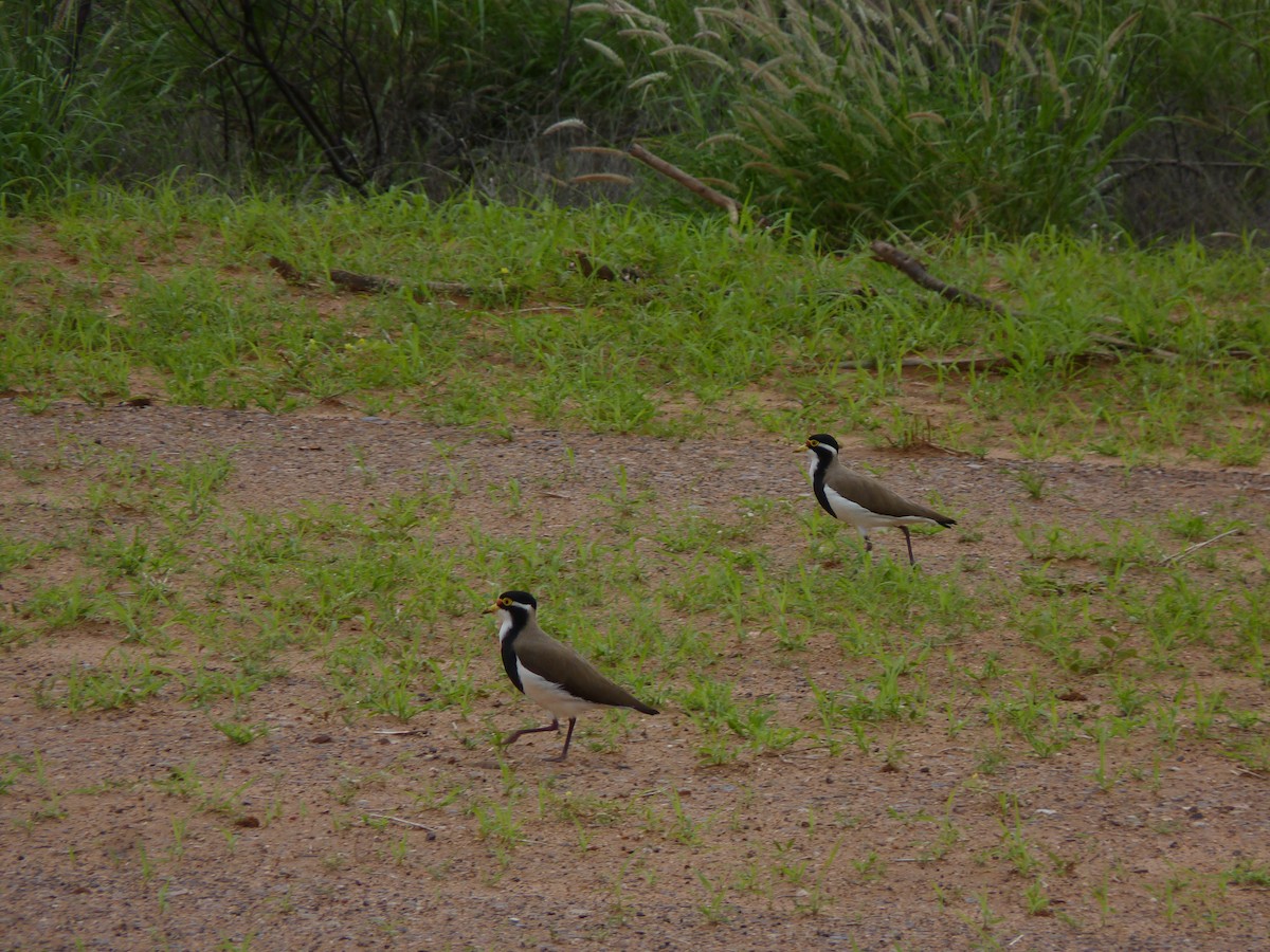 Banded Lapwing - ML616698111