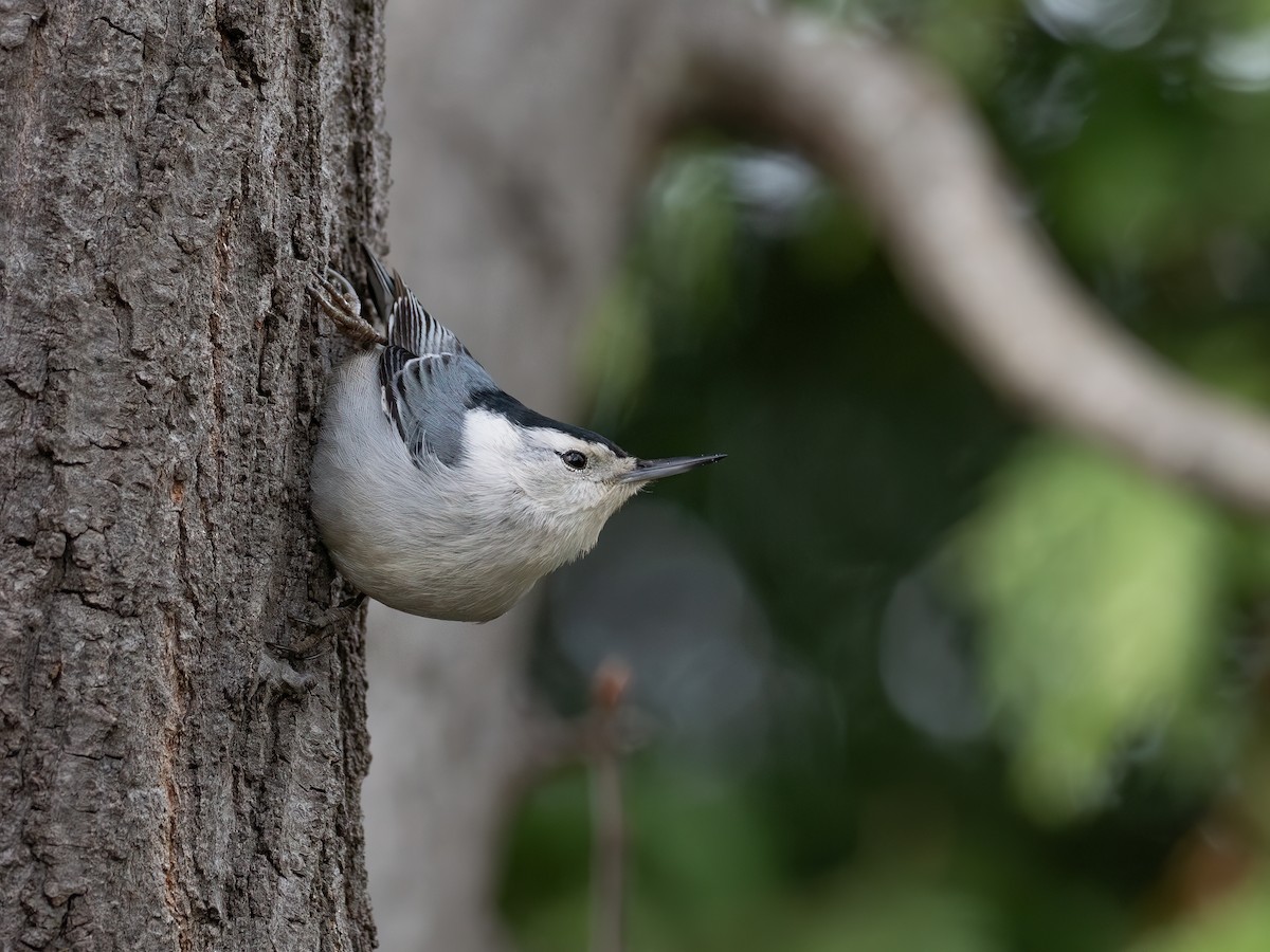 White-breasted Nuthatch - ML616698182