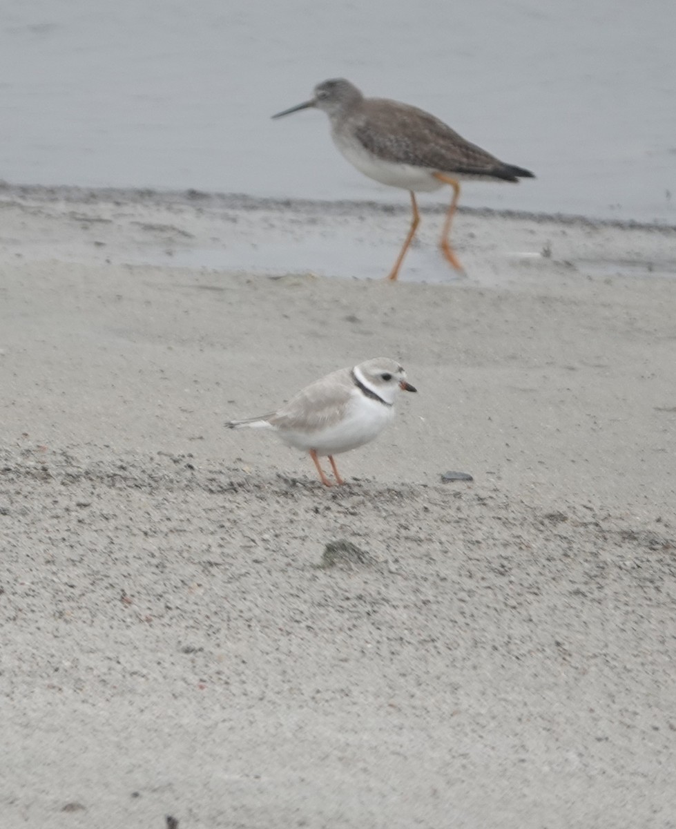 Piping Plover - ML616698359