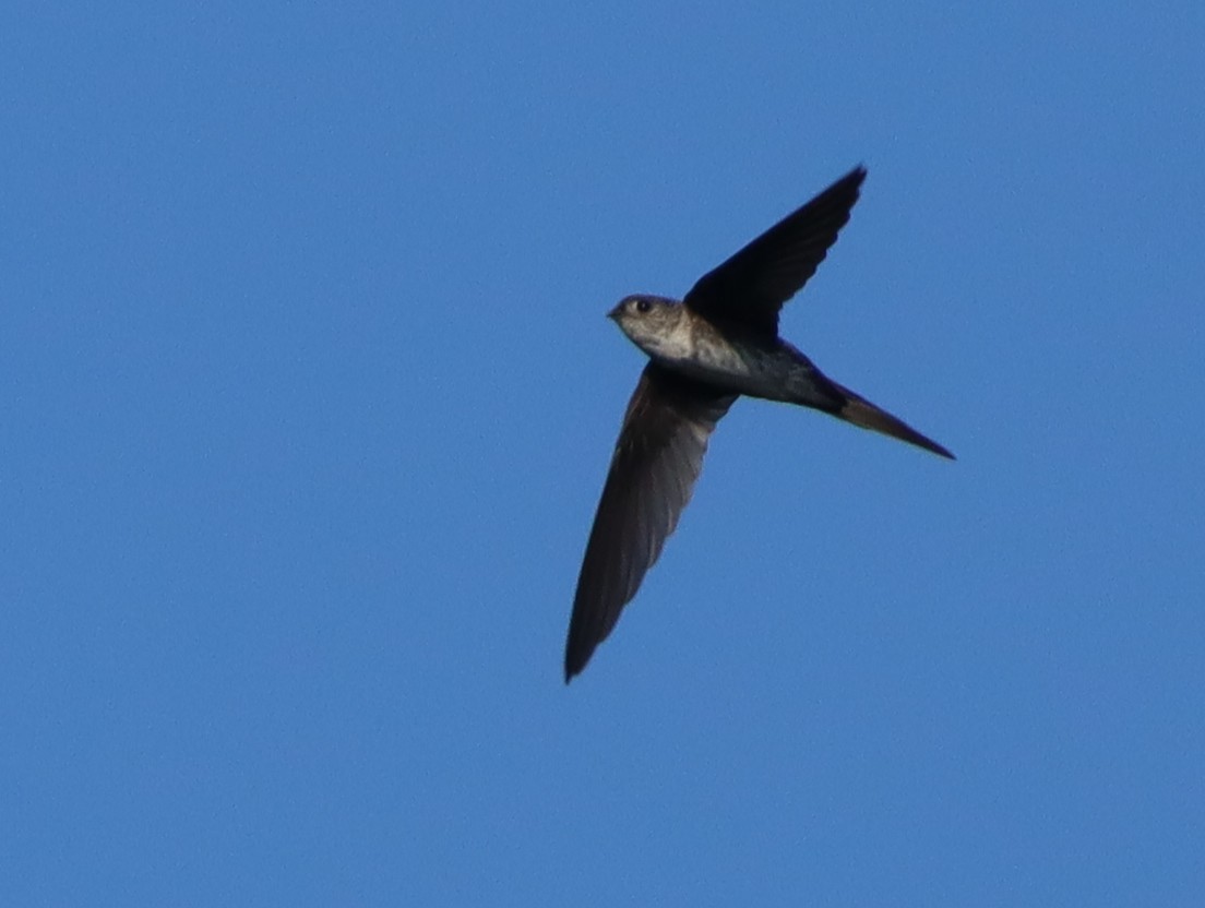Fork-tailed Palm Swift - ML616698393