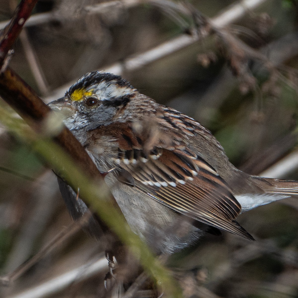 White-throated Sparrow - ML616698401