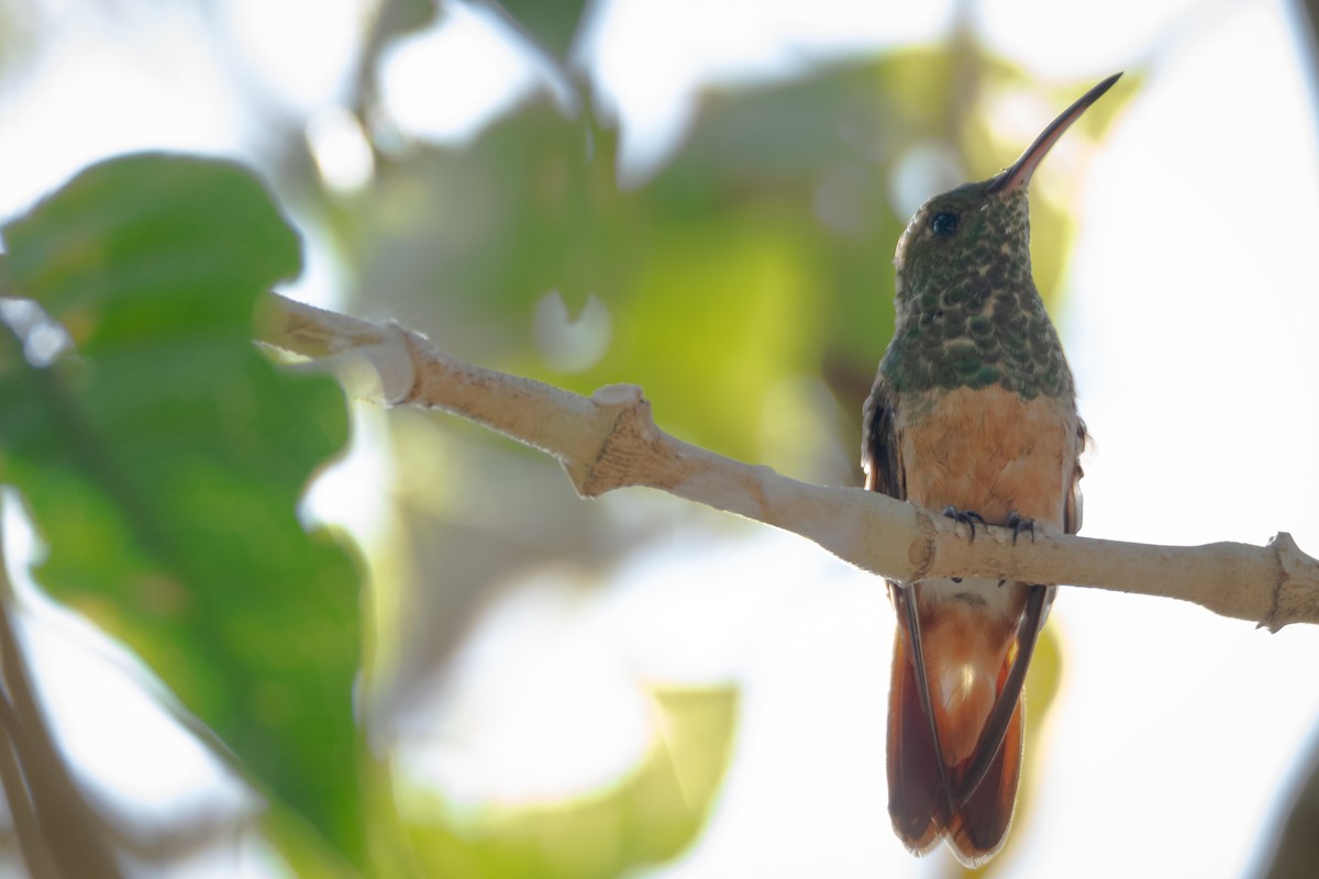 Chestnut-bellied Hummingbird - ML616698433