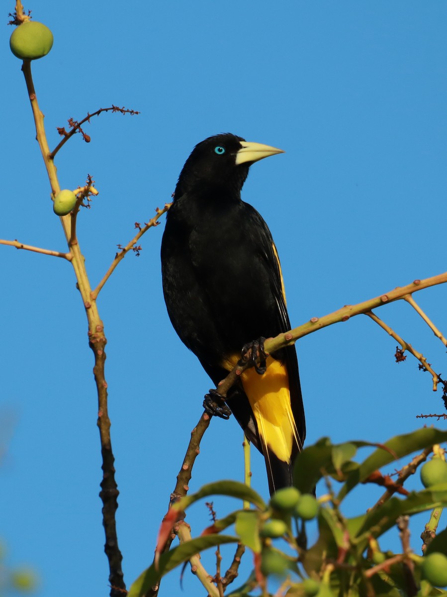 Yellow-rumped Cacique - ML616698435