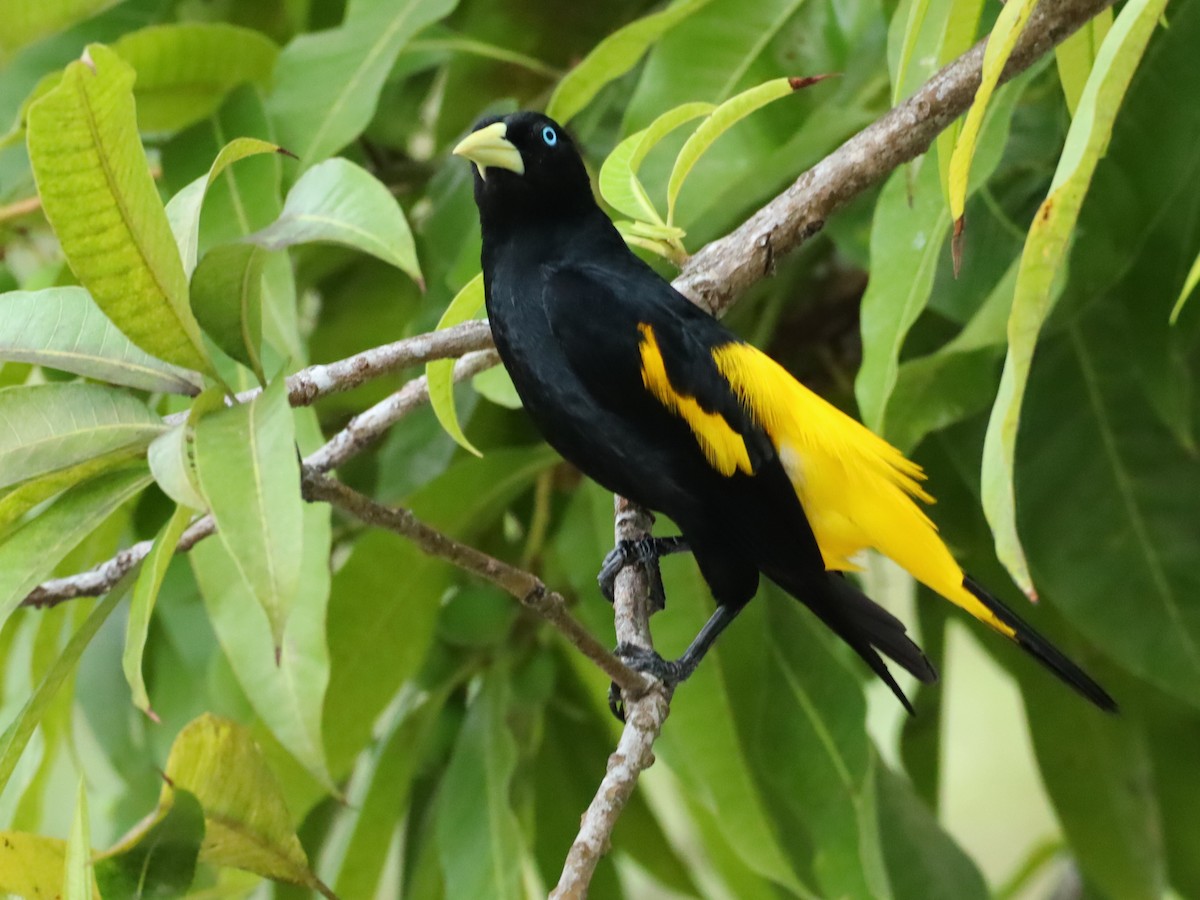Yellow-rumped Cacique - ML616698436