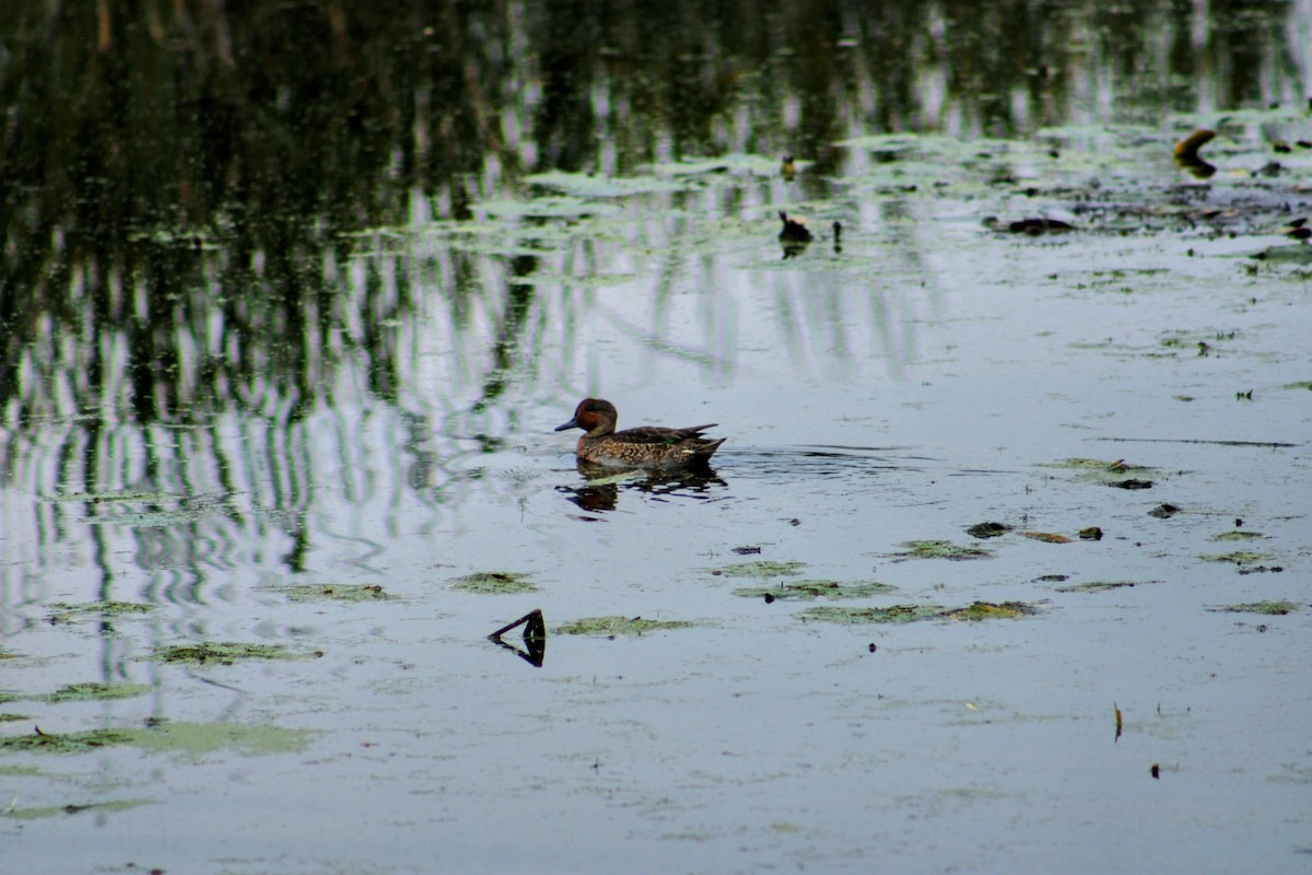 Green-winged Teal - ML616698492
