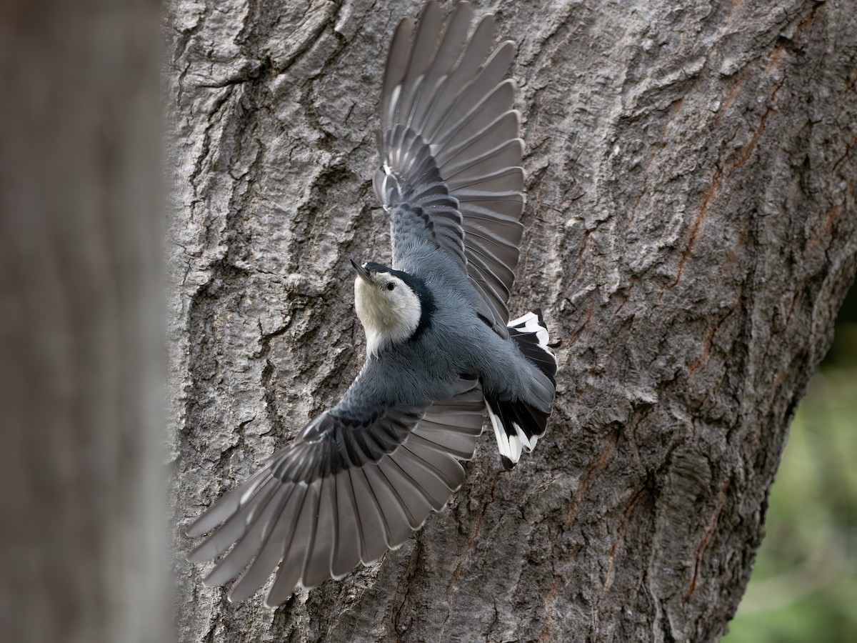 White-breasted Nuthatch - ML616698543