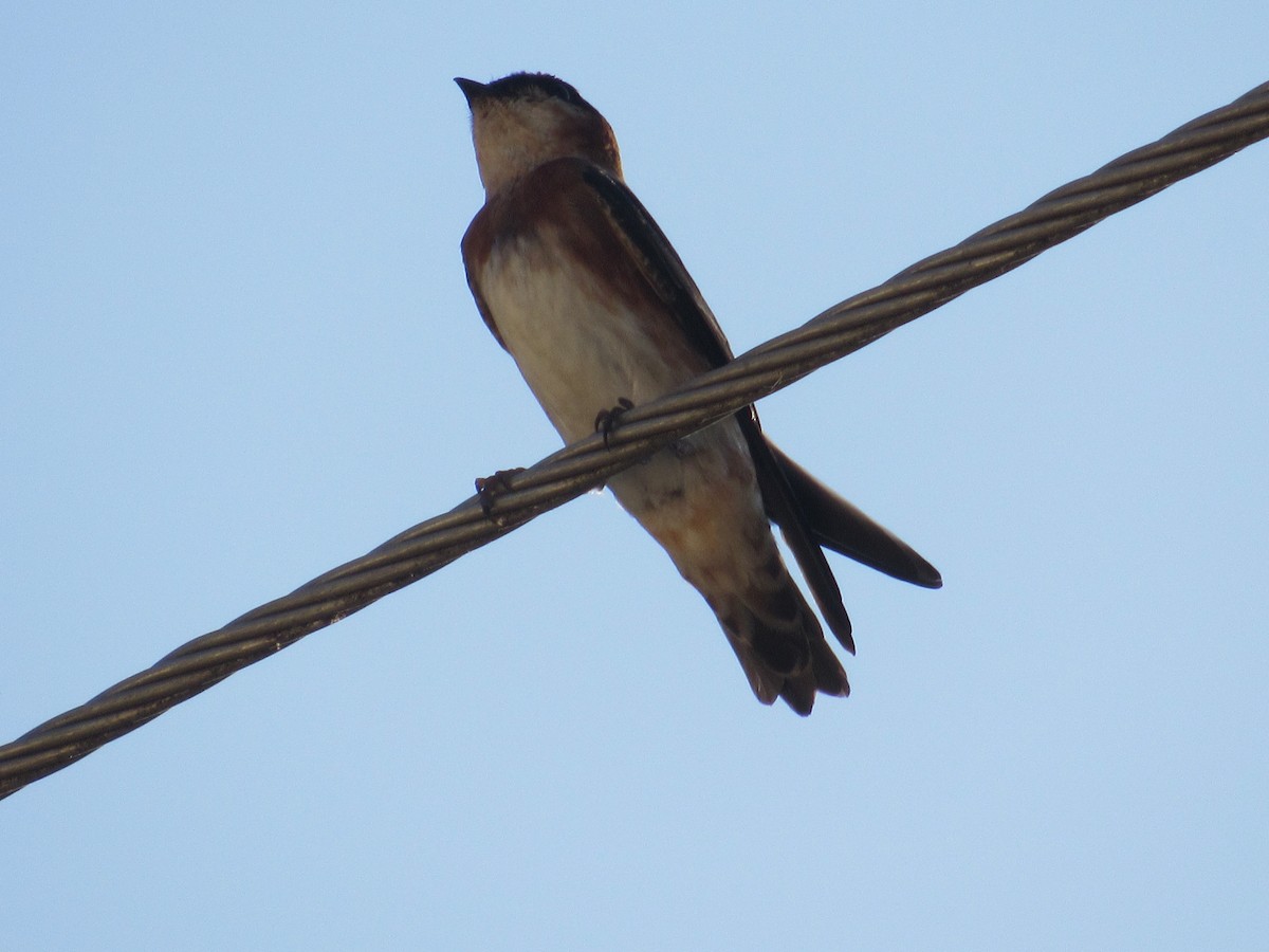 Chestnut-collared Swallow - ML616698565