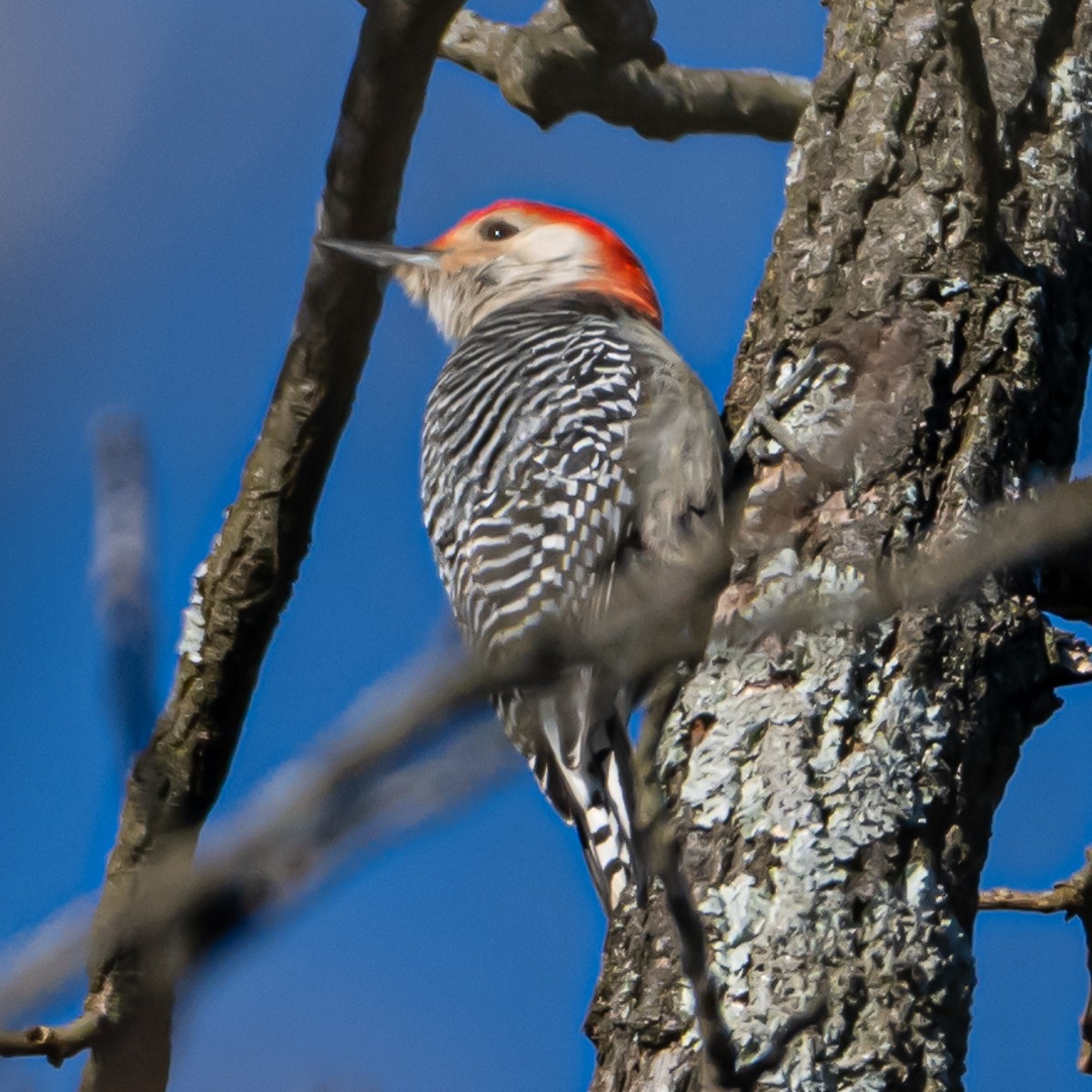 Red-bellied Woodpecker - ML616698770