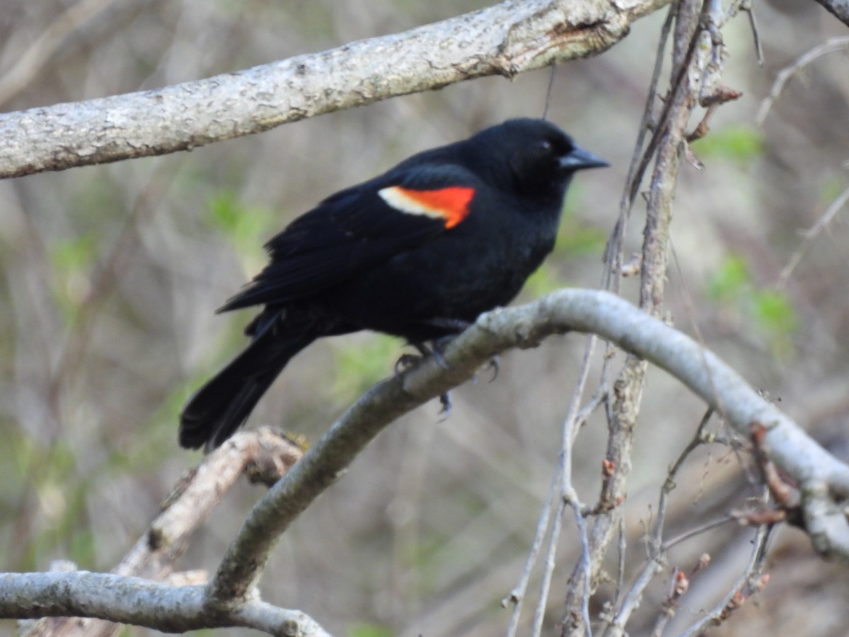 Red-winged Blackbird - ML616698780