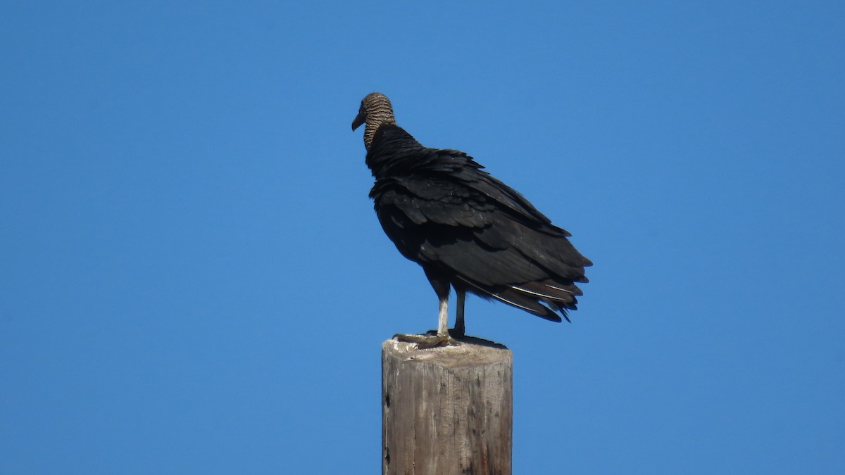 Black Vulture - ML616698956