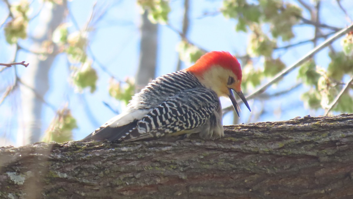 Red-bellied Woodpecker - ML616698977