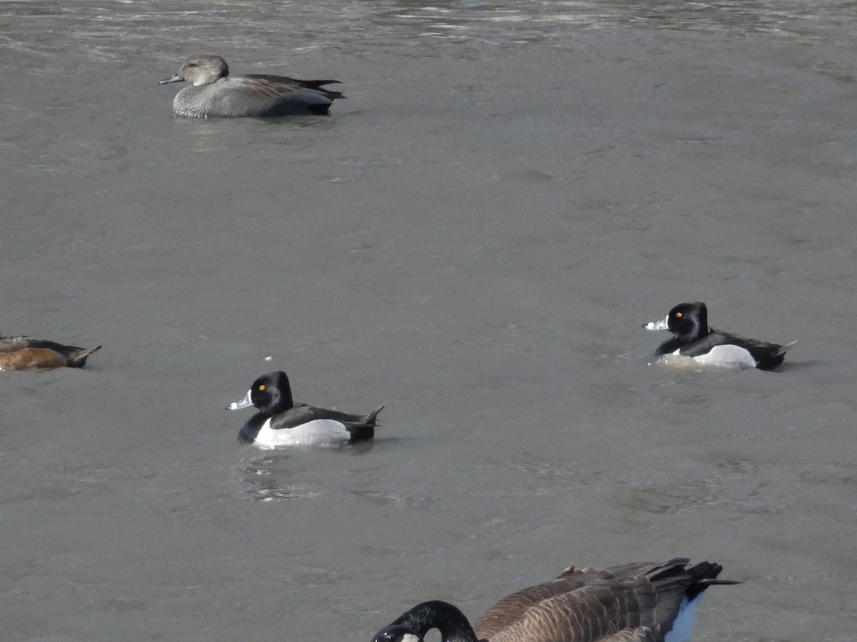 Ring-necked Duck - ML616698979