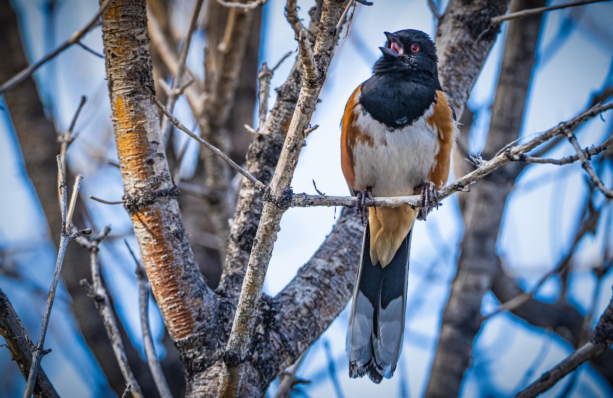 Spotted Towhee - ML616699057