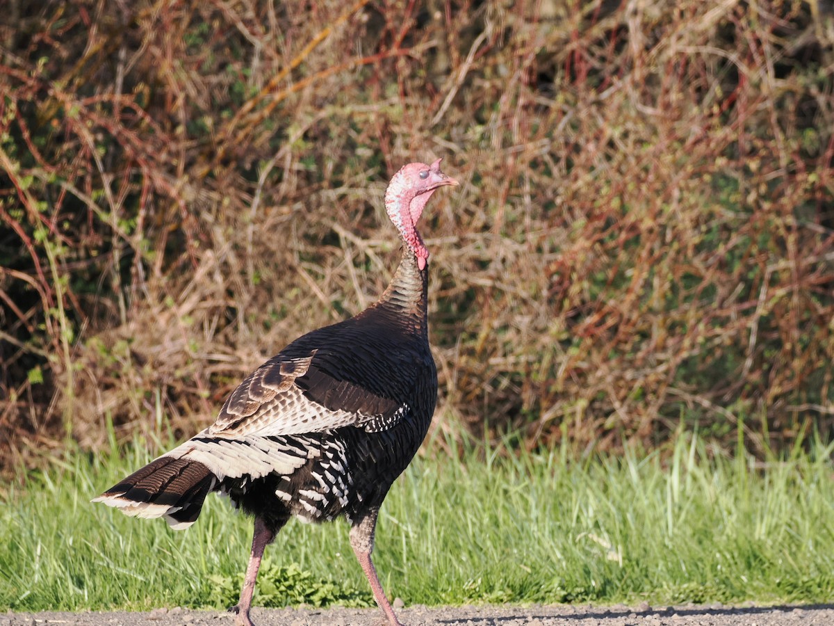 Wild Turkey (Domestic type) - ML616699207