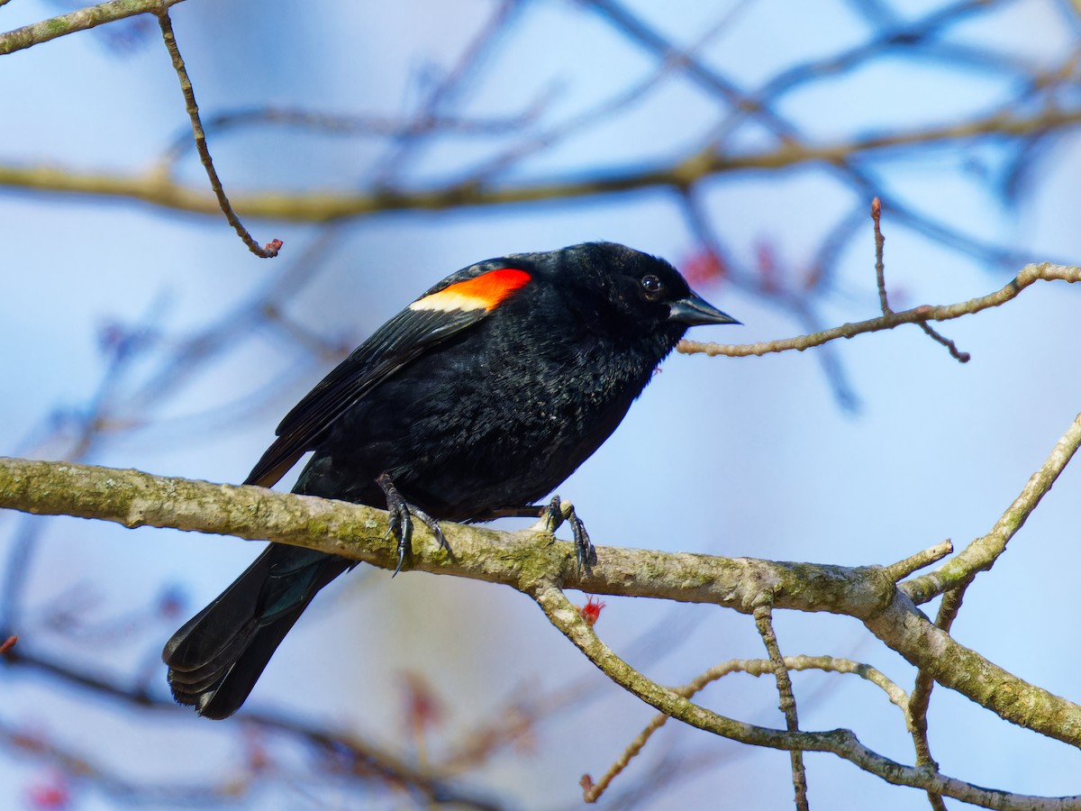 Red-winged Blackbird - ML616699246