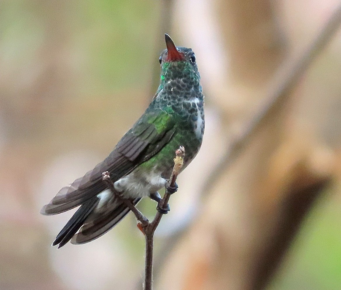 kolibřík zrcadlový - ML616699308