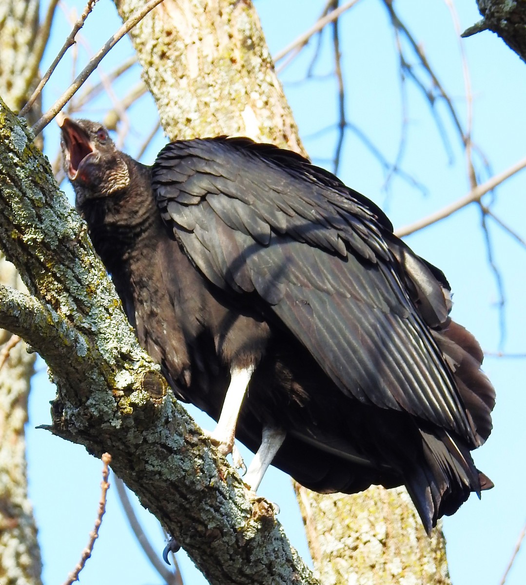 Black Vulture - ML616699325