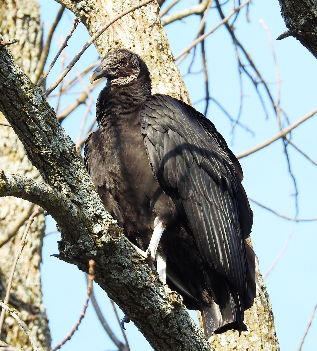 Black Vulture - ML616699326