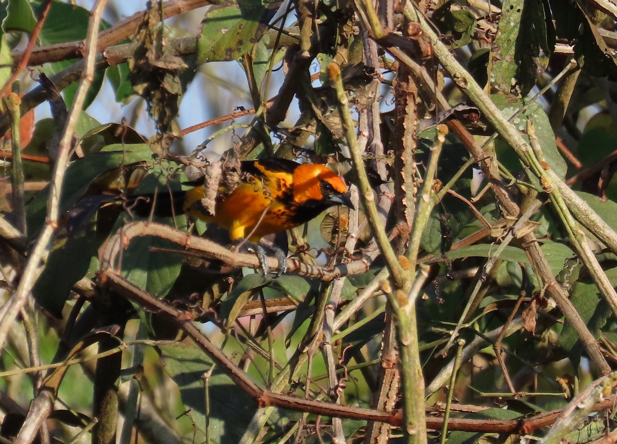 Spot-breasted Oriole - ML616699362