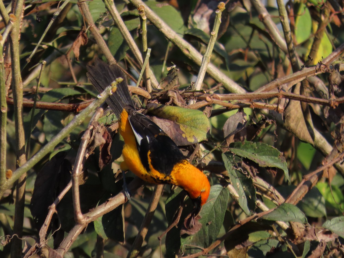 Spot-breasted Oriole - ML616699363