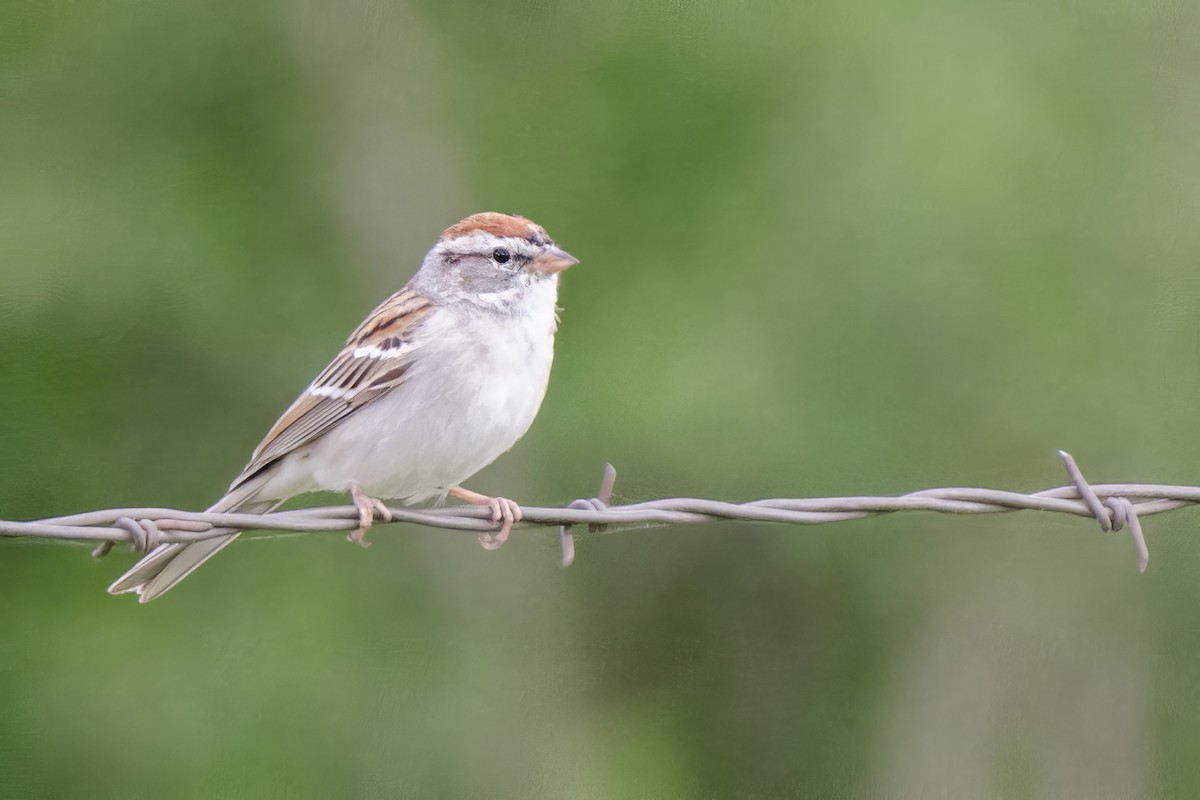 Chipping Sparrow - ML616699519