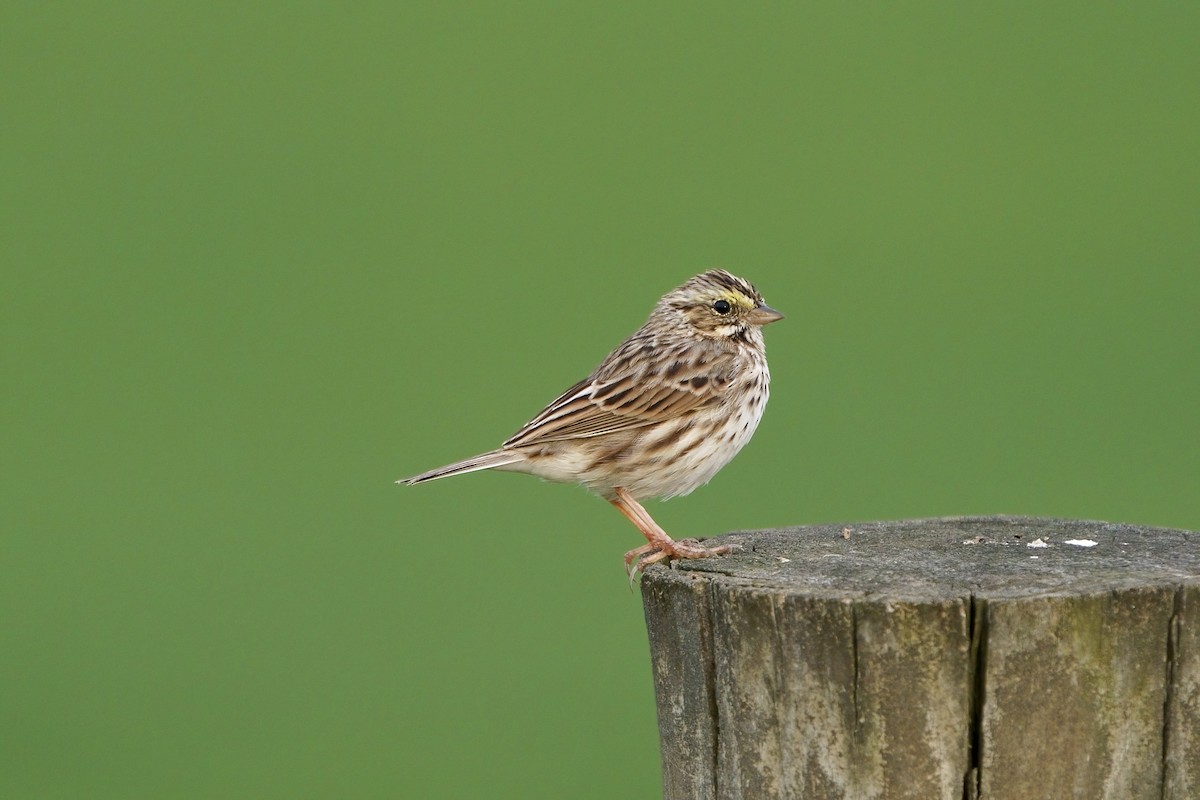 Savannah Sparrow - ML616699570