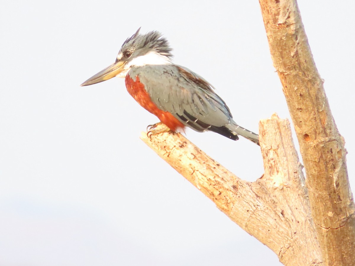 Ringed Kingfisher - Alfredo Correa