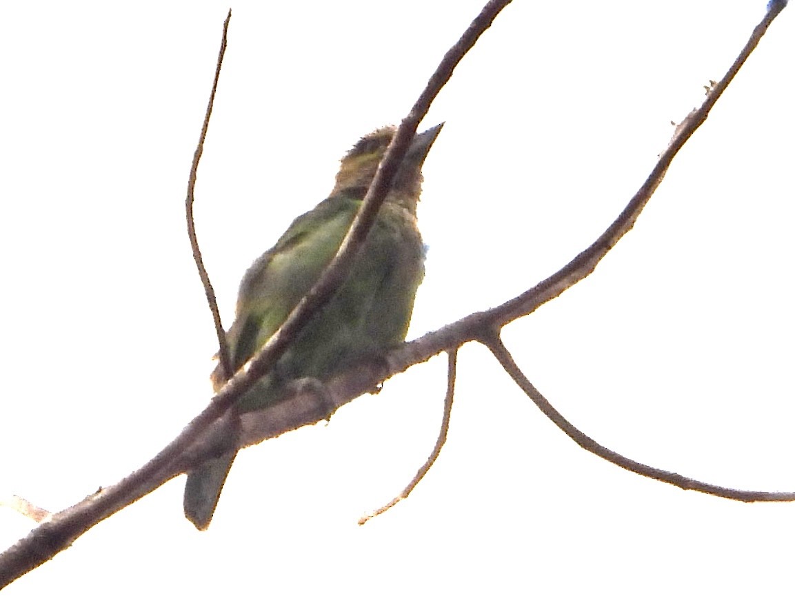 Green-eared Barbet - ML616699613