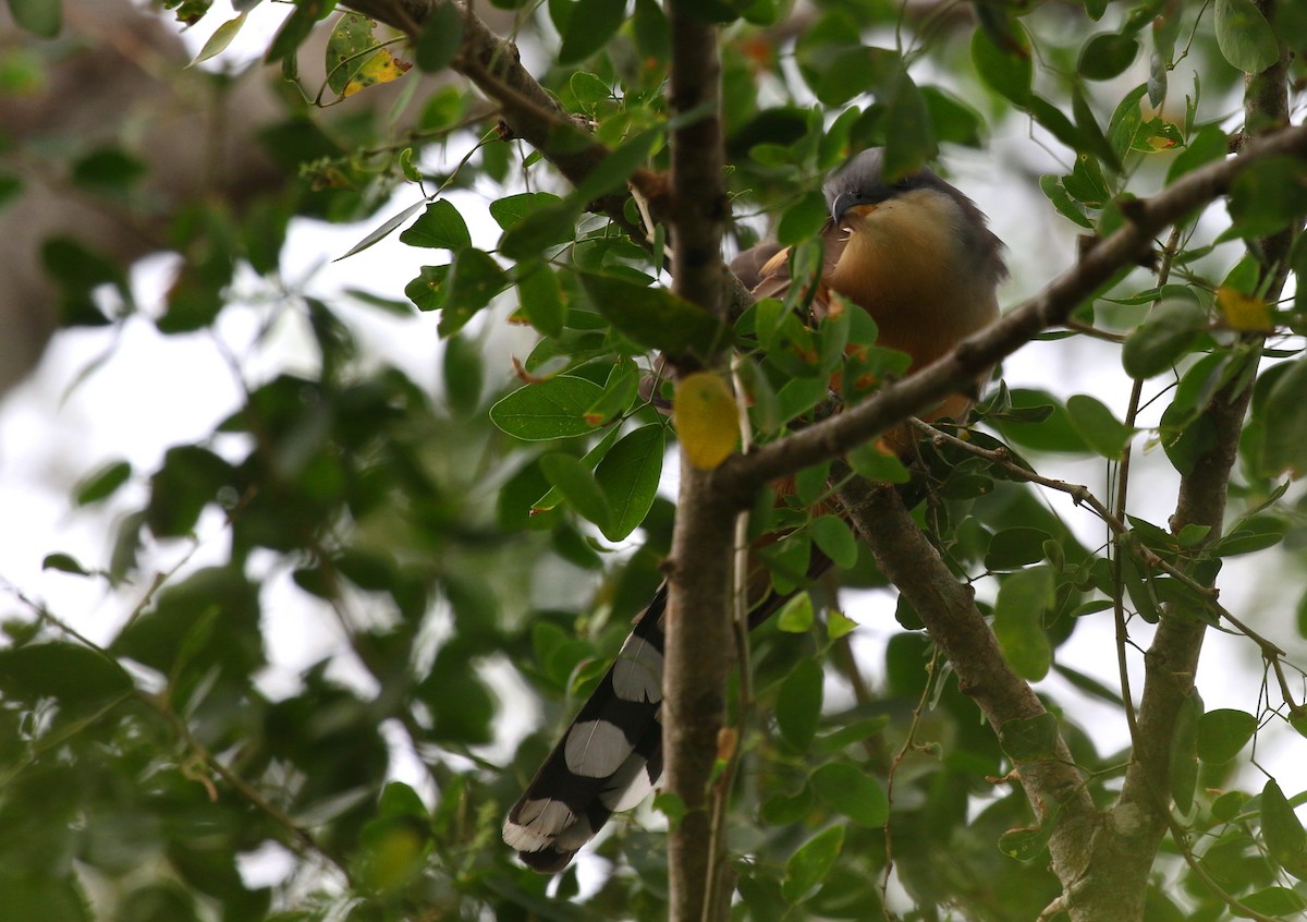 Mangrove Cuckoo - ML616699739