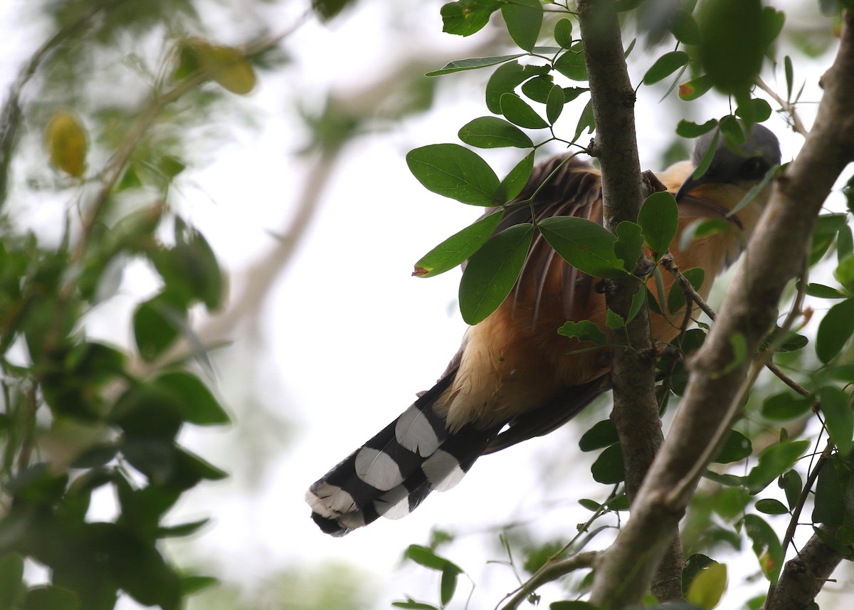 Mangrove Cuckoo - Aaron Graham