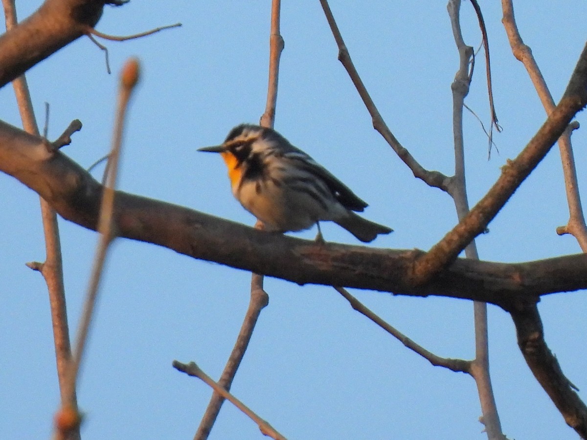 Yellow-throated Warbler - ML616699810