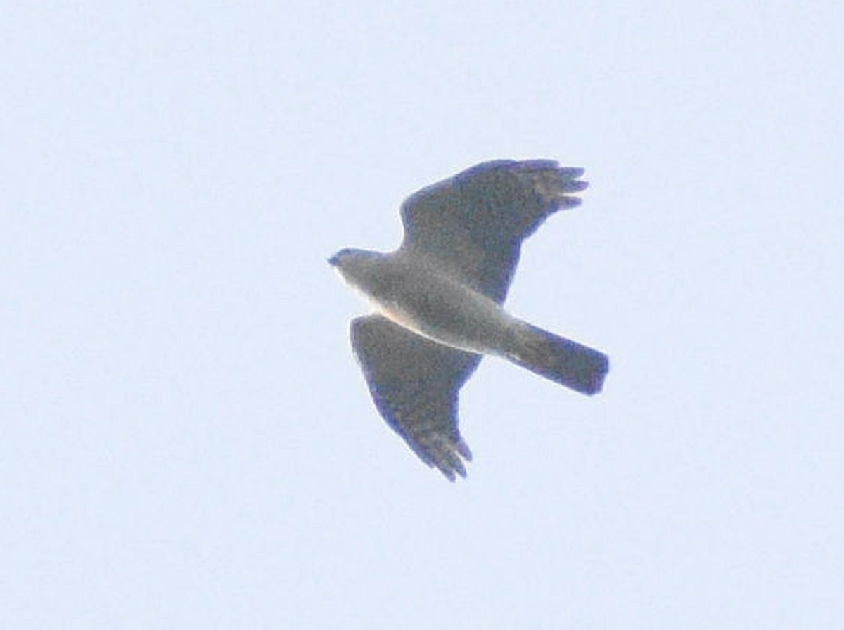 Japanese Sparrowhawk - ML616699856