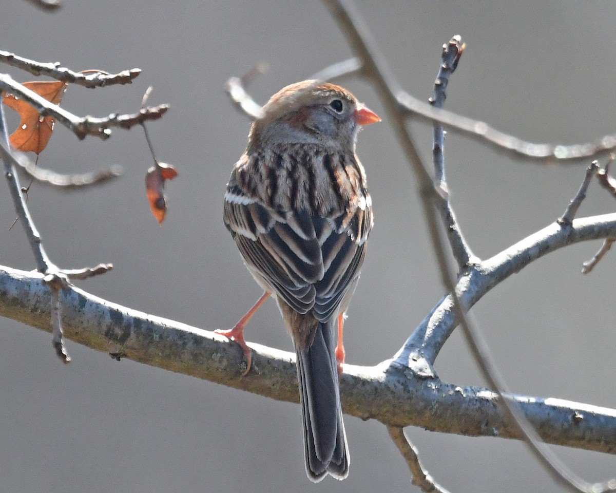 Field Sparrow - ML616699884