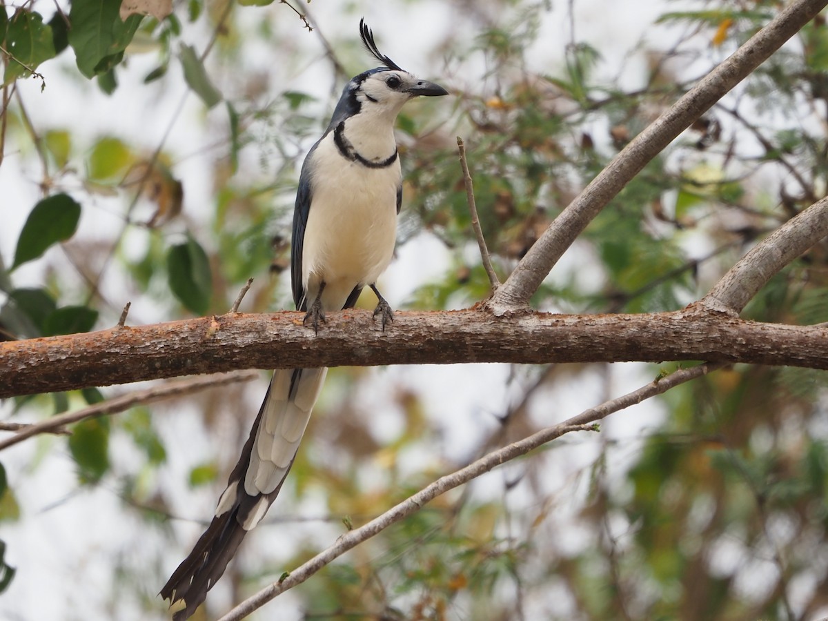 White-throated Magpie-Jay - ML616699906