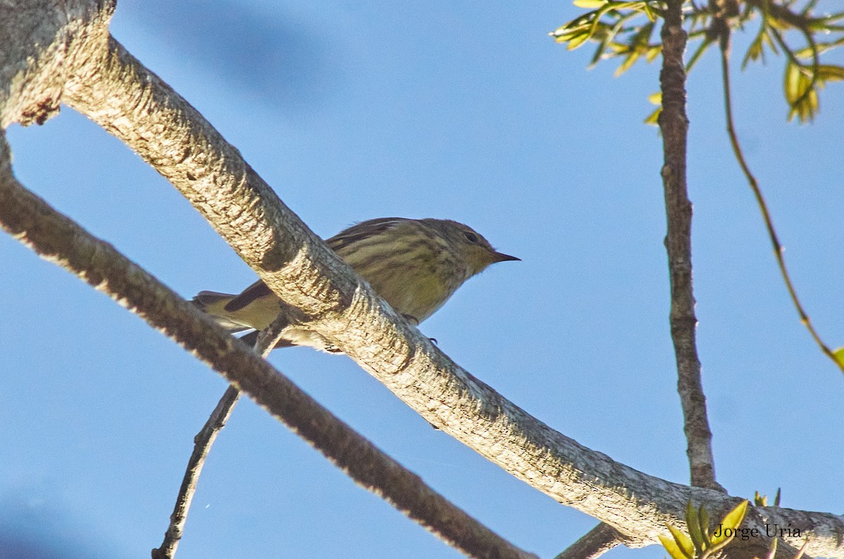 Cape May Warbler - ML616699921