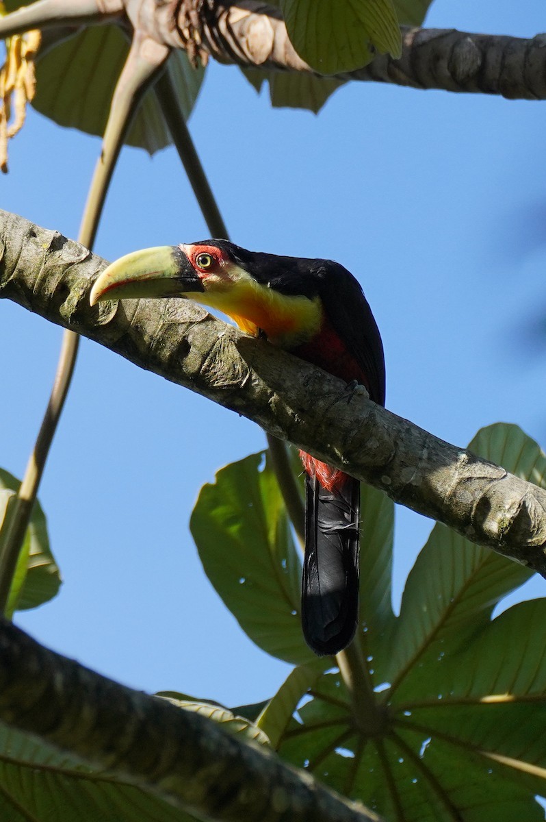Red-breasted Toucan - ML616699963