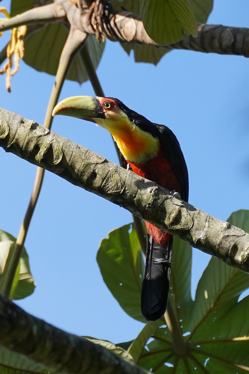 Red-breasted Toucan - ML616699976