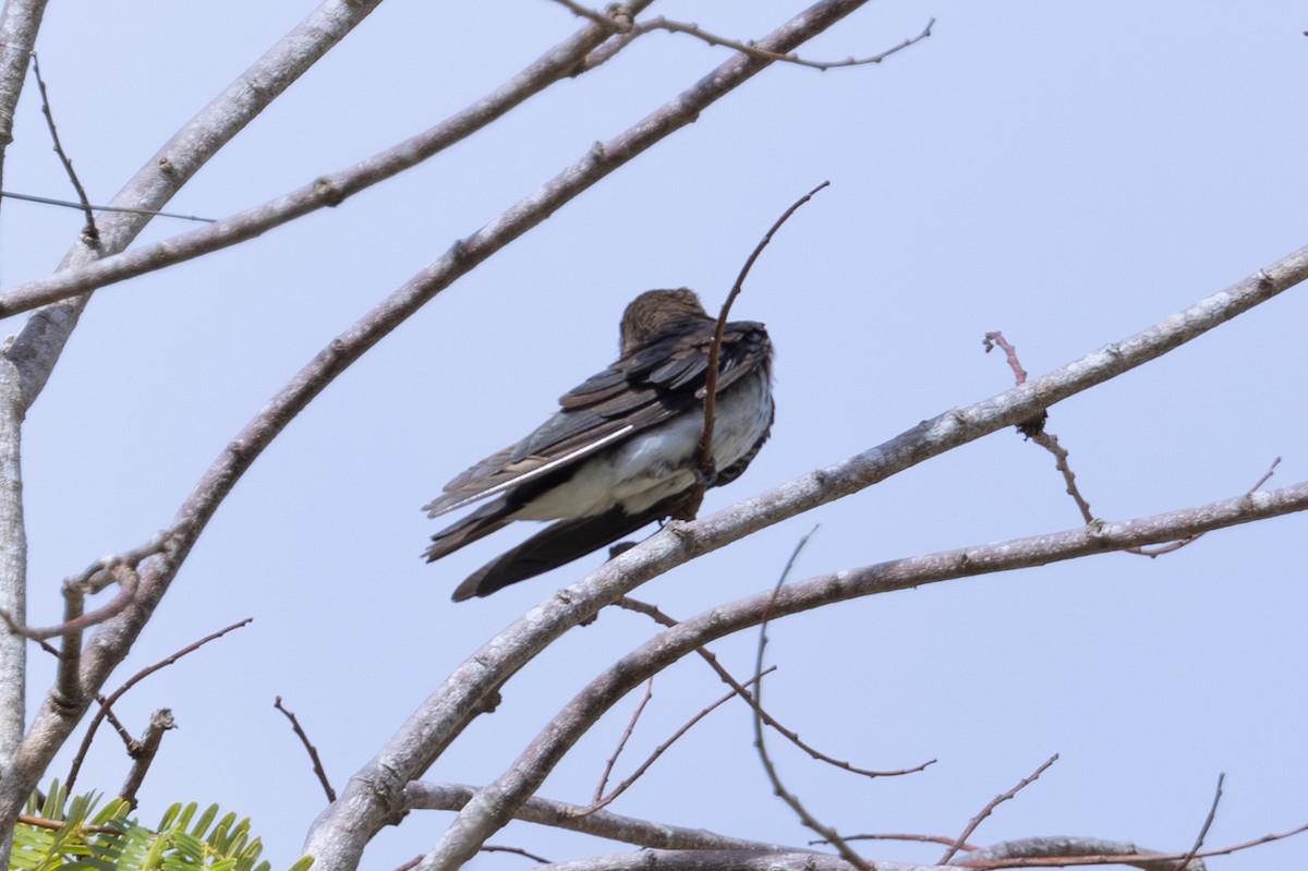 White-winged Swallow - Mason Flint