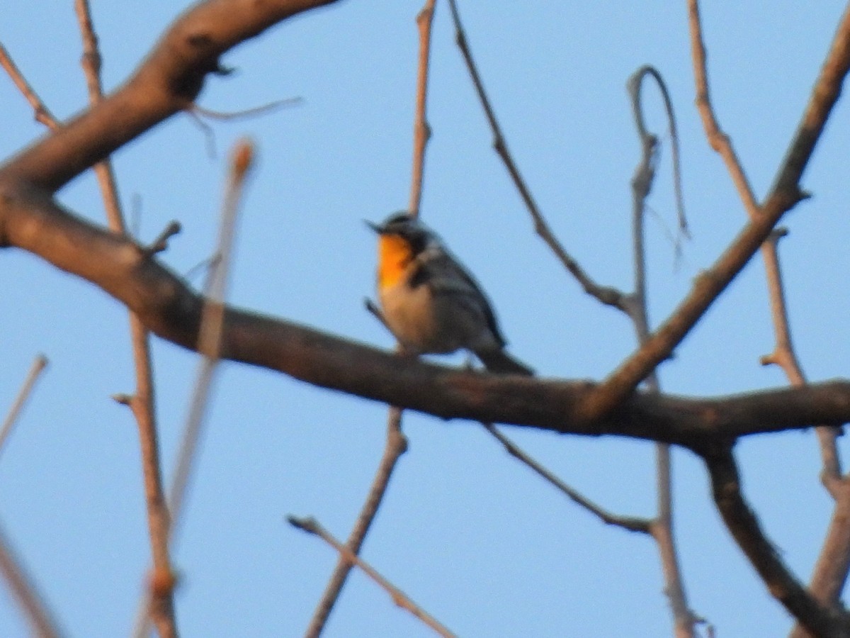 Yellow-throated Warbler - ML616700378