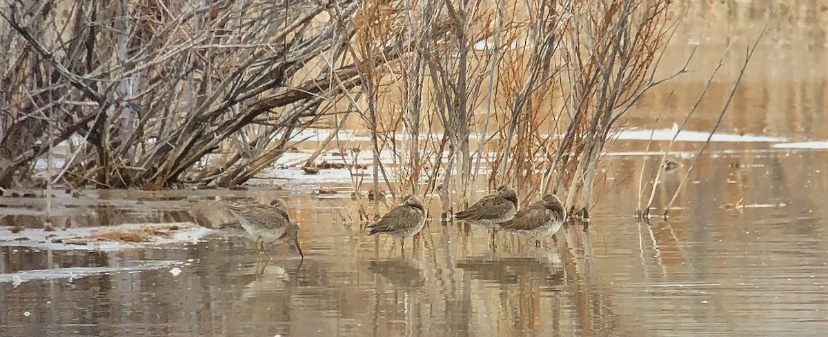 Long-billed Dowitcher - ML616700388