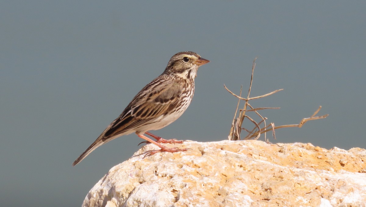 Savannah Sparrow - ML616700538