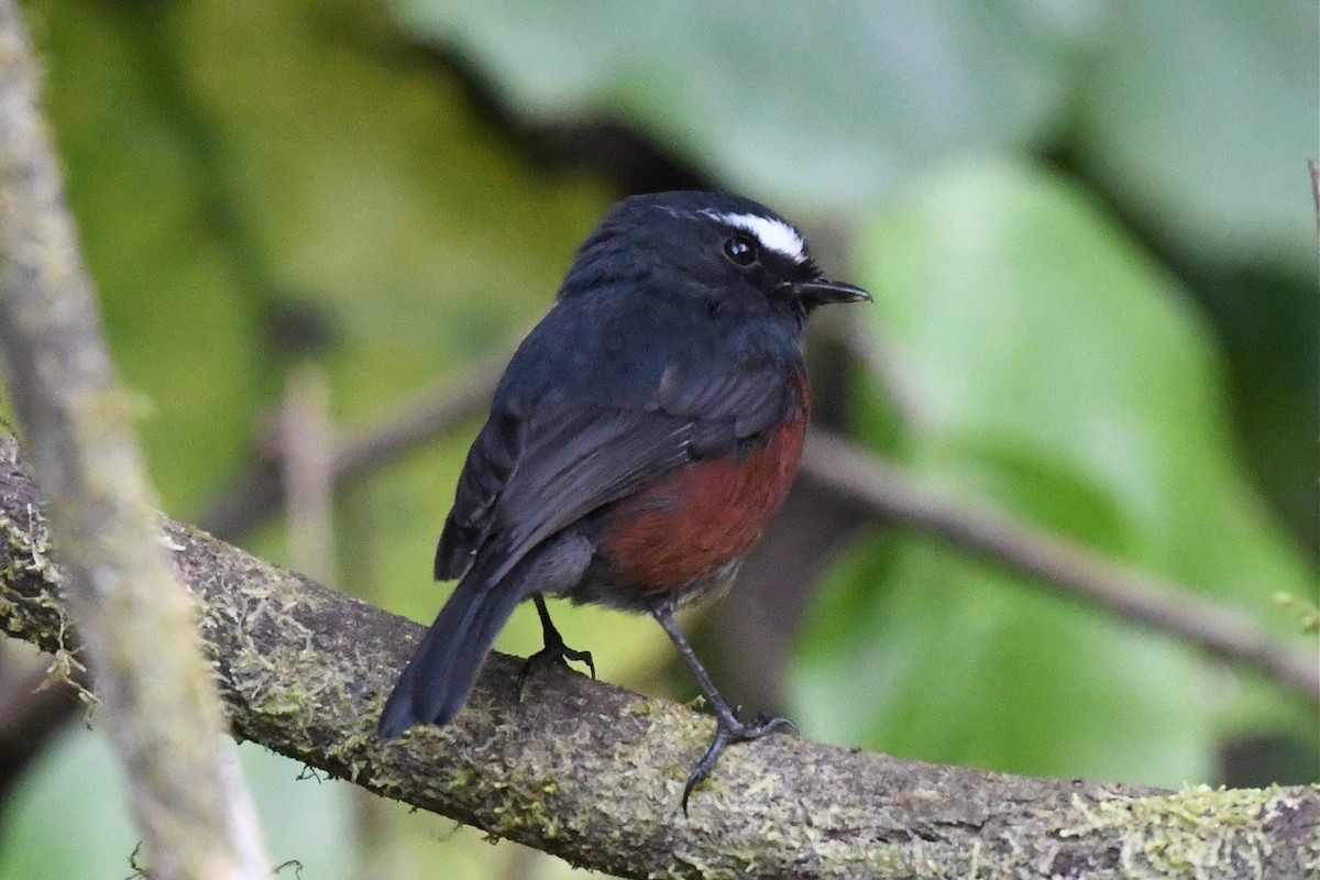 Chestnut-bellied Chat-Tyrant - Jerry Chen